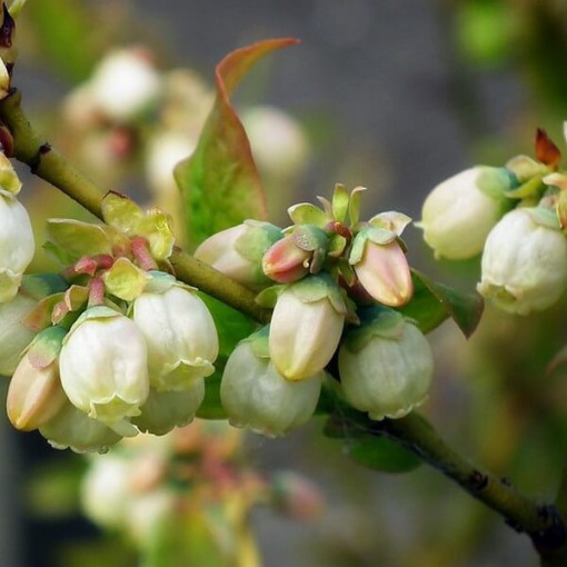 Kanadská borůvka 'Spartan'  4L