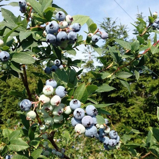 Kanadská borůvka 'Patriot' v 4litrovém kontejneru