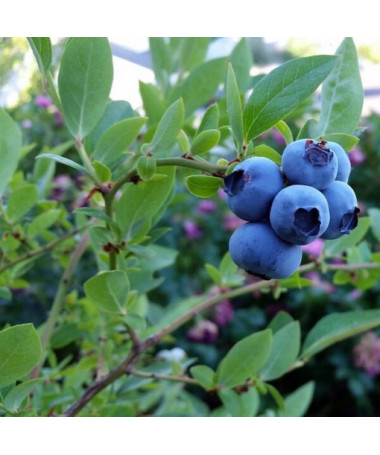 Kanadská borůvka 'Toro'  4l