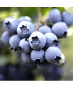 Kanadská borůvka 'Nelson'  4l