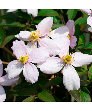 Plamének horský 'Tetrarose' kontejner P9/C1