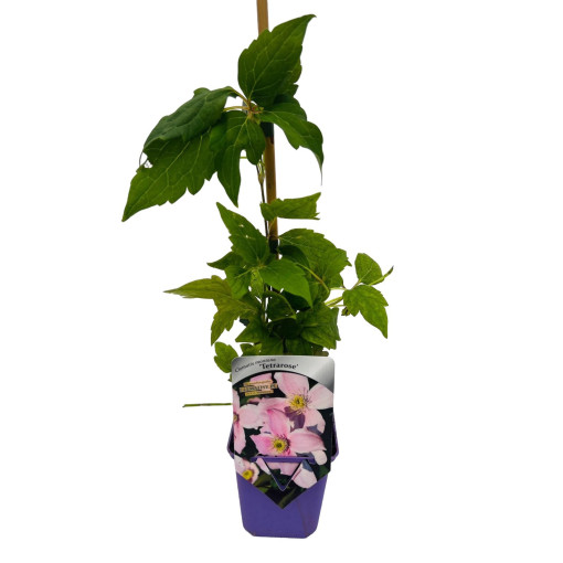 Plamének horský 'Tetrarose' kontejner P9/C1