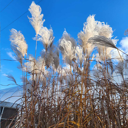 Čínské proso 'MEMORY' v kontejneru P9/C1