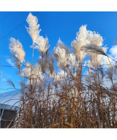 Čínské proso 'MEMORY' v kontejneru P9/C1