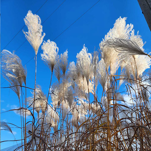 Čínské proso 'MEMORY' v kontejneru P9/C1