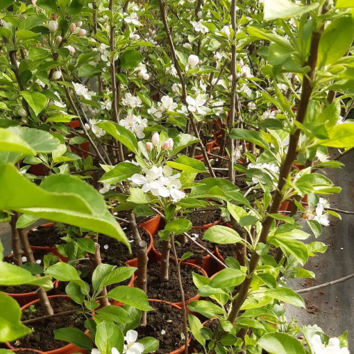 Mini Patio - Jabloň Pidi, 4L květináč