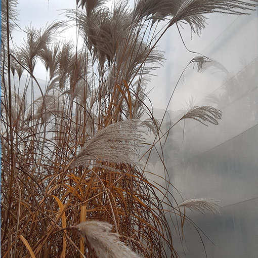 Čínské proso 'MEMORY' v kontejneru P9/C1