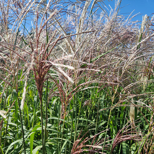 Ozdobnice čínská 'Cosmopolitan' P9/C1