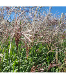 Ozdobnice čínská 'Cosmopolitan' P9/C1