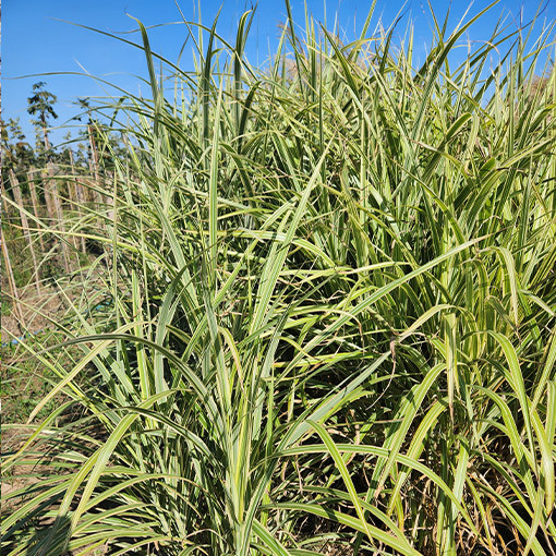 Ozdobnice čínská 'Cosmopolitan' P9/C1