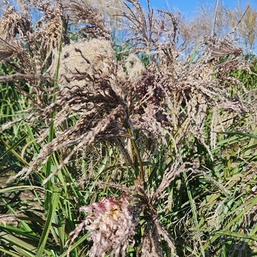 Ozdobnice čínská 'Dread Locks' P9/C1