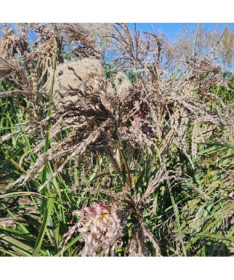 Ozdobnice čínská 'Dread Locks' P9/C1