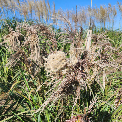 Ozdobnice čínská 'Dread Locks' P9/C1