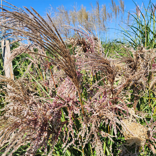 Ozdobnice čínská 'Dread Locks' P9/C1