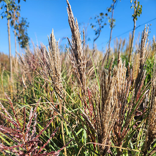 Ozdobnice čínská 'Red Chief' P9/C1
