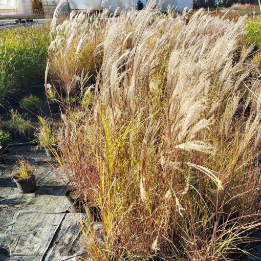 Čínský miskant 'Silberspinne' P9/C1