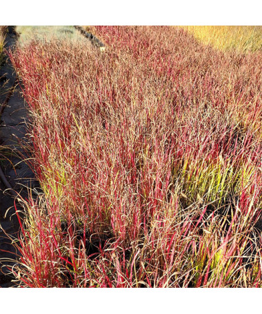 Imperáta válcovitá 'Red Baron' P9/C1