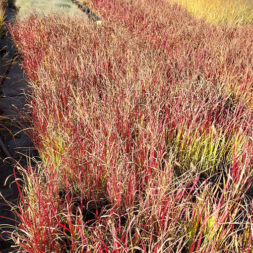 Imperáta válcovitá 'Red Baron' P9/C1