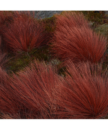 Ostřice Buchanova 'Firefox' P9/C1