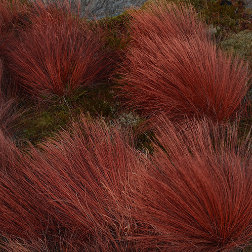 Ostřice Buchanova 'Firefox' P9/C1