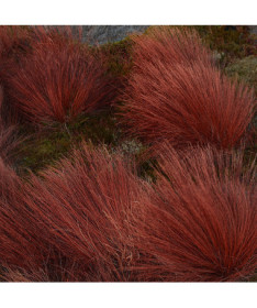 Ostřice Buchanova 'Firefox' P9/C1