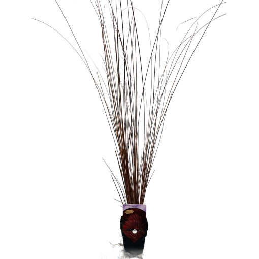 Ostřice Buchanova 'Firefox' P9/C1