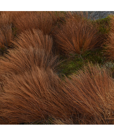 Ostřice Buchanova P9/C1