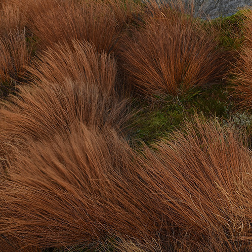 Ostřice Buchanova P9/C1