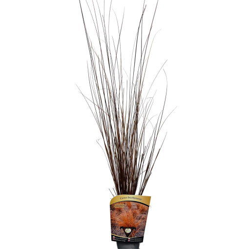 Ostřice Buchanova P9/C1