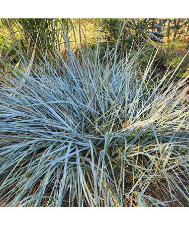 Ovsík písečný P9/C1