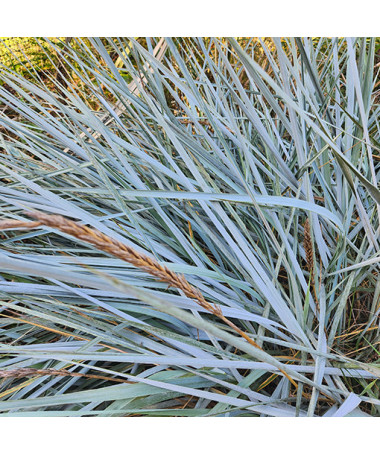 Ovsík písečný P9/C1