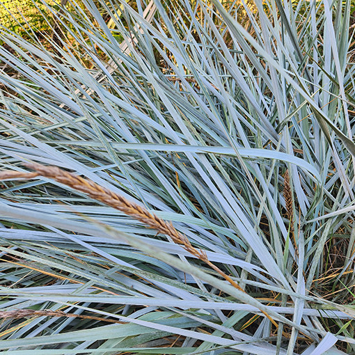 Ovsík písečný P9/C1