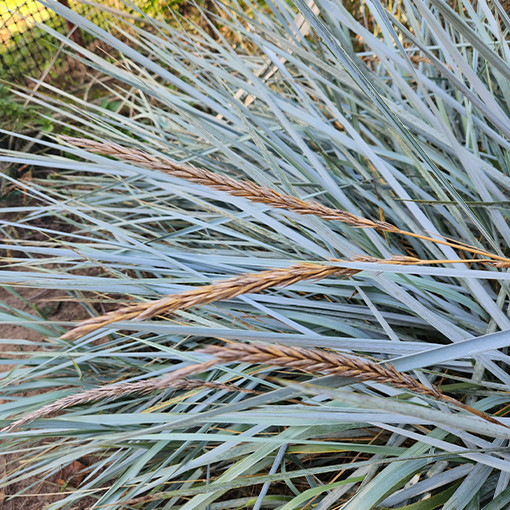 Ovsík písečný P9/C1