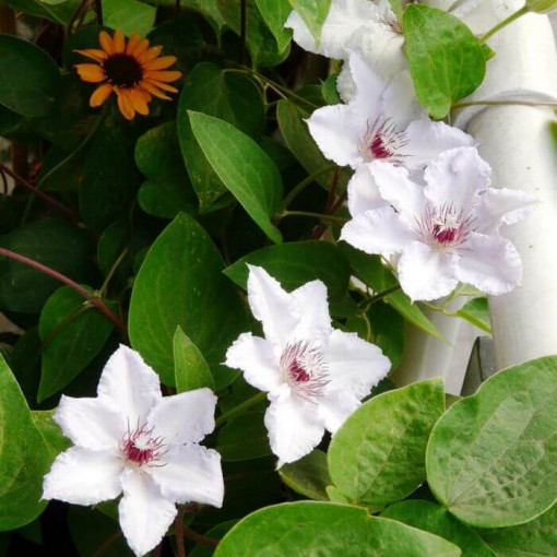 Clematis 'Maria Kaczyńska' C2