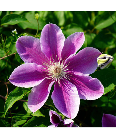 Clematis Bees Jubilee  4l