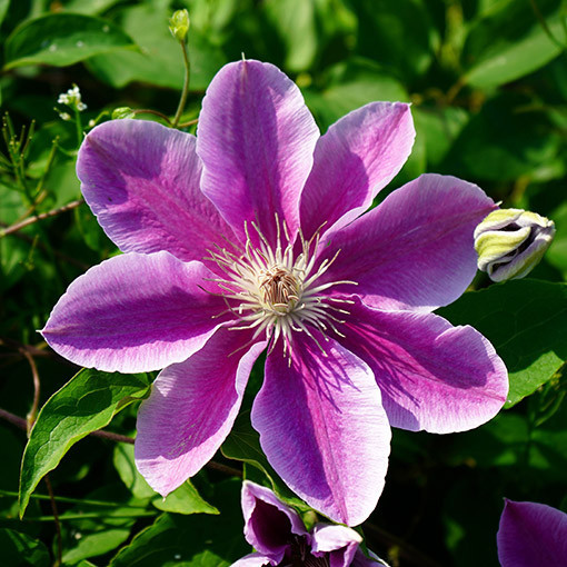Clematis Bees Jubilee  4l
