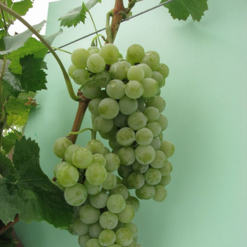 Vinná réva 'Seyval Blanc' 2L