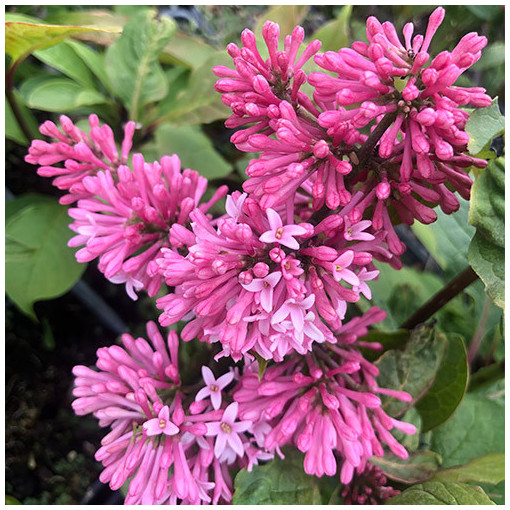 Lilkovec (Syringa) Meyer 'Palibin' P9/C1