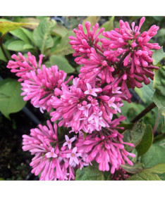 Lilkovec (Syringa) Meyer 'Palibin' P9/C1