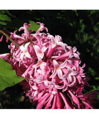 Lilkovec (Syringa) Meyer 'Palibin' P9/C1