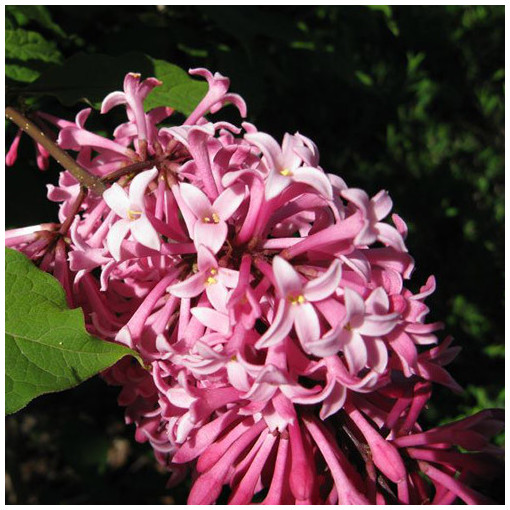 Lilkovec (Syringa) Meyer 'Palibin' P9/C1
