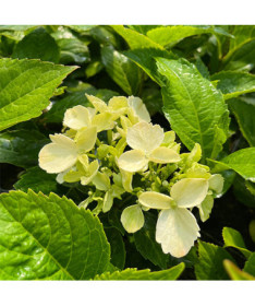 Hortenzie velkolistá 'Mariesii Perfecta' P9/C1