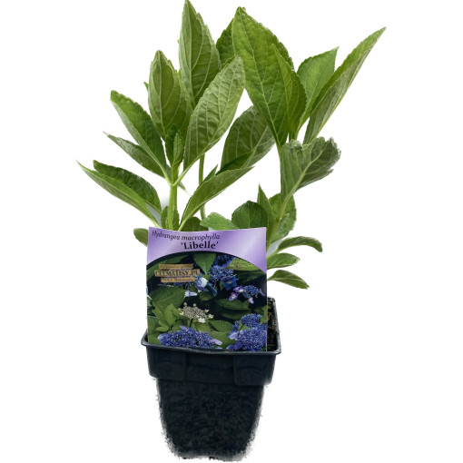 Hortenzie velkolistá 'Libelle' P9/C1