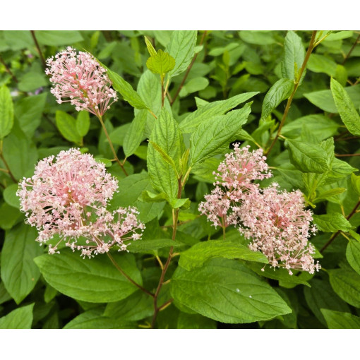 Zeravec bledý 'Marie Simon' P9/C1