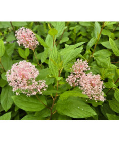 Zeravec bledý 'Marie Simon' P9/C1