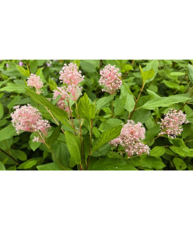 Zeravec bledý 'Marie Simon' P9/C1