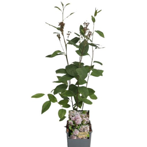 Zeravec bledý 'Marie Simon' P9/C1