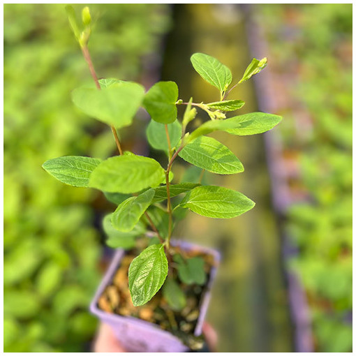 Zeravec bledý 'Marie Simon' P9/C1