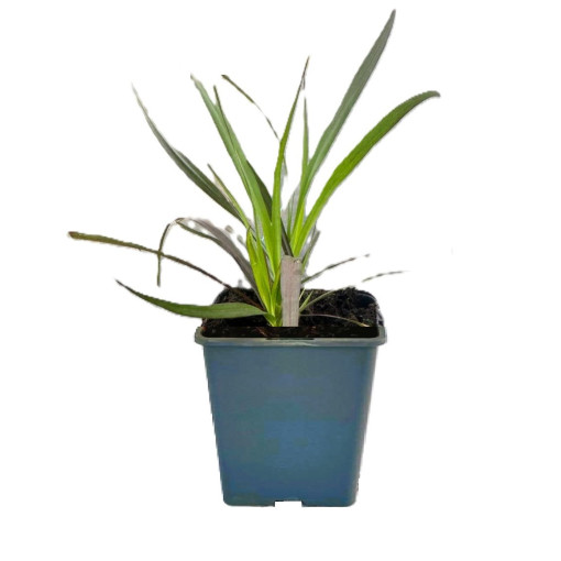 Dochan klasnatý 'Rubrum' P9/C1