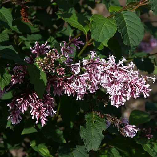 Lilkovec (Syringa) Josika, květináč, 4l